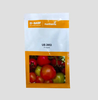 US 2853 TOMATO (यू एस 2853)