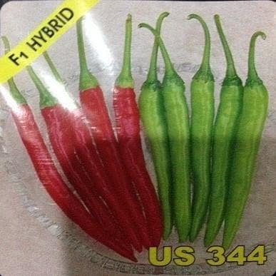 US 344 CHILLI