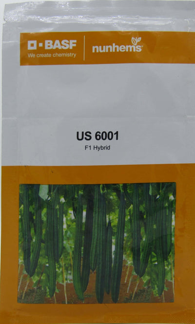 US 6001 RIDGE GOURD ( यू एस 6001 तुरई )