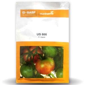 US 800 TOMATO