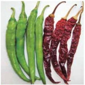 US 918 CHILLI SEEDS