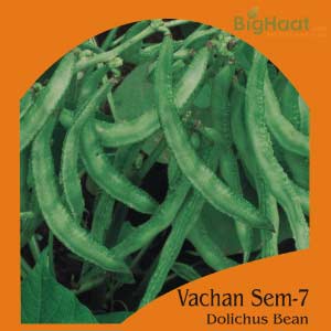 VACHAN SEM-7 DOLICHUS (GREEN)