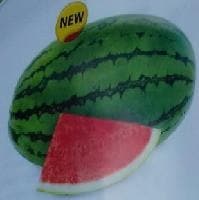 VASUDHA WATER MELON