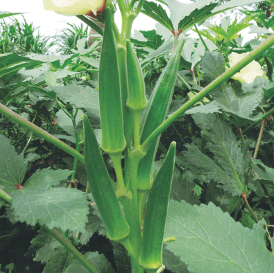 VENUS BHENDI (OKRA) ( वीनस भिंडी )