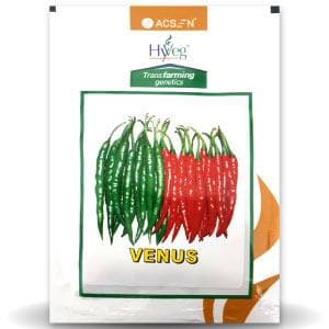 VENUS CHILLI