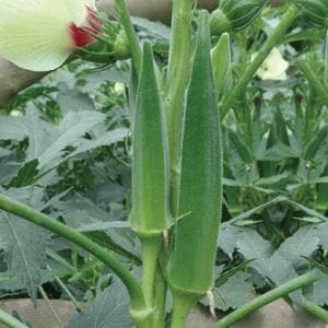 VENUS PLUS BHENDI (OKRA) ( वीनस प्लस भिंडी )