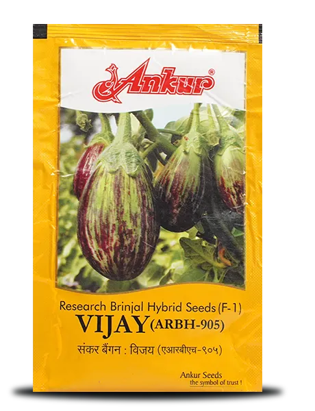 VIJAY BRINJAL