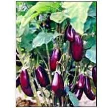 212 F1 Hybrid Brinjal Seeds