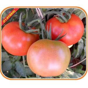 3348 F1 Hybrid Tomato Seeds