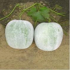 AG F1 Hybrid Ash Gourd Seeds