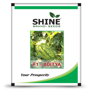 SHINE WATER MELON ADITYA F1 HYBRID SEEDS