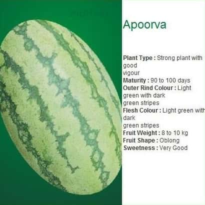 APOORVA WATERMELON ( अपूर्वा तरबूज )