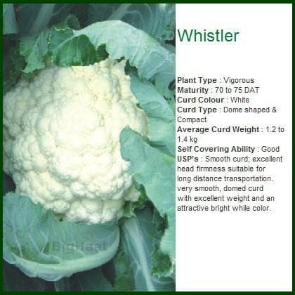 WHISTLER CAULIFLOWER