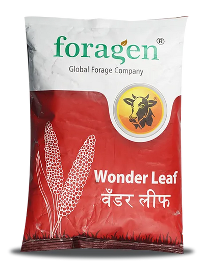 WONDER LEAF (MILLET MULTI-CUT)