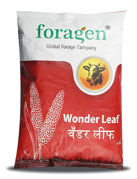 WONDER LEAF (MILLET MULTI-CUT)