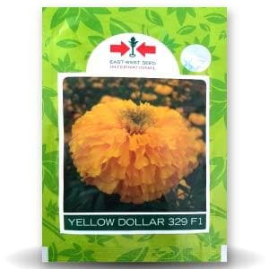 YELLOW DOLLAR MARIGOLD