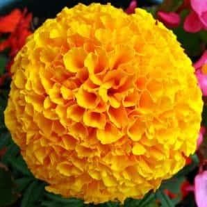 YELLOW DOLLAR MARIGOLD