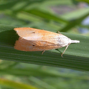 TAPAS YELLOW STEM BORER (YSB) LURE