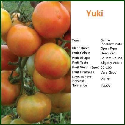 YUKI TOMATO