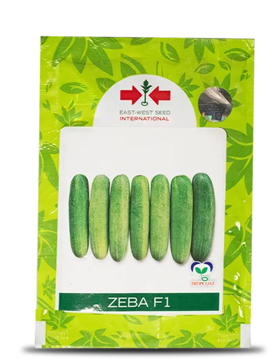 ZEBA CUCUMBER