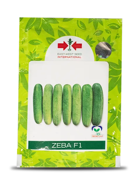 ZEBA CUCUMBER