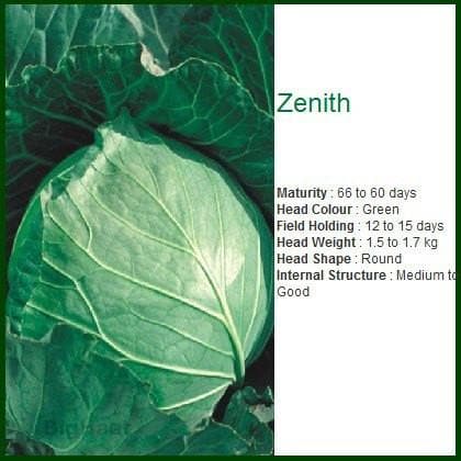 ZENNITH CABBAGE