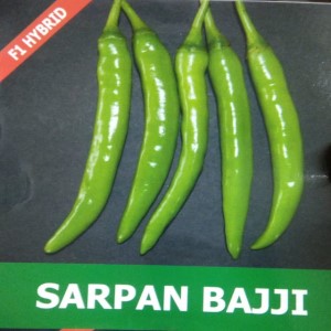 SARPAN CHILLI BAJJI SEEDS