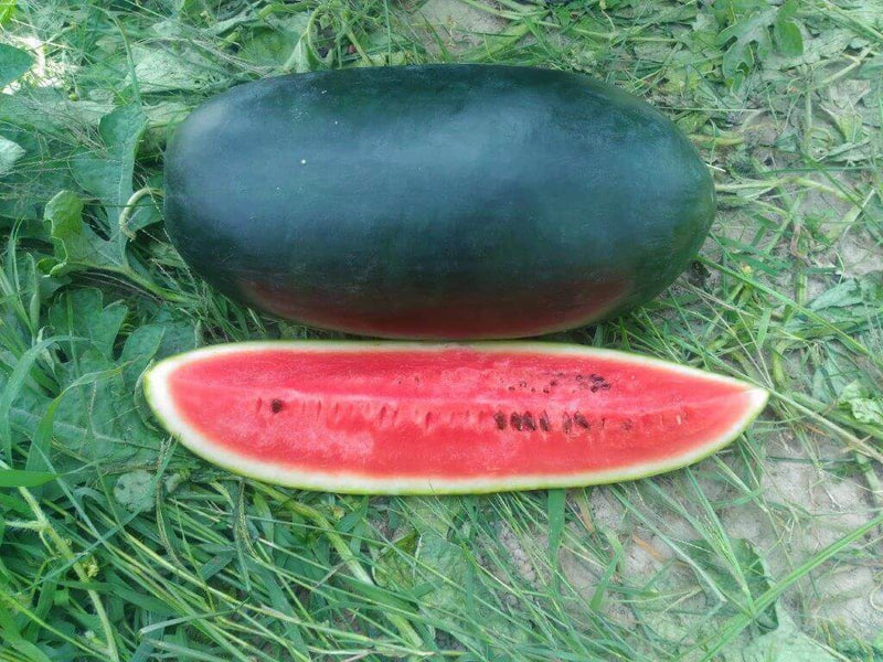 PAN 2054 ISHANA WATERMELON