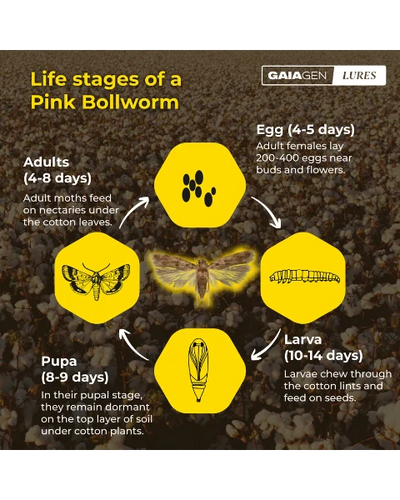 GAIAGEN PHEROMONE LURE FOR PINK BOLLWORM