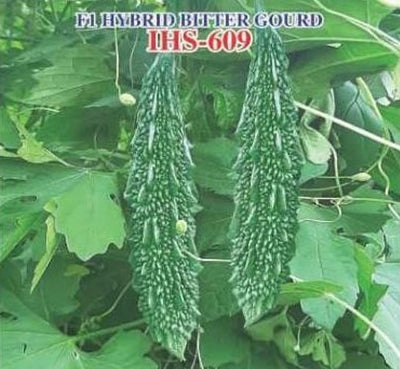 IRIS HYBRID VEGETABLE SEEDS F1 HYBRID BITTER GOURD IHS-609