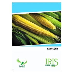 IRIS HYBRID OP BABY CORN VEGETABLE SEEDS