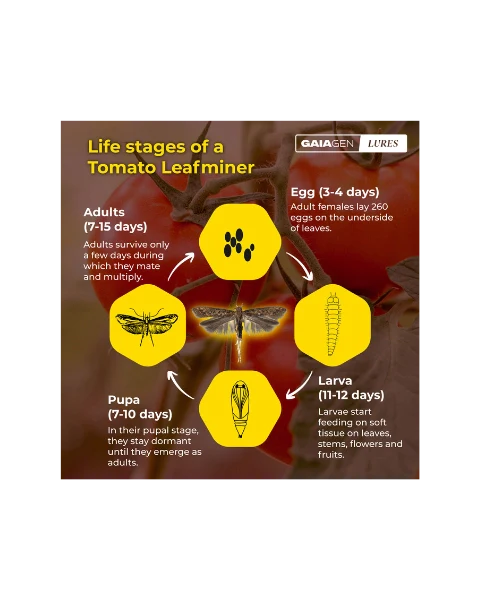 GAIAGEN PHEROMONE LURE FOR TOMATO LEAFMINER