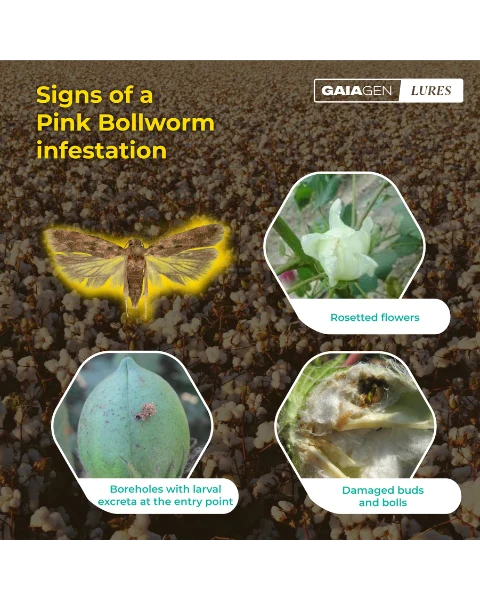 GAIAGEN PHEROMONE LURE FOR PINK BOLLWORM