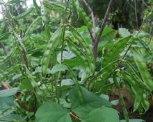 SARPAN-16 DOLICHOS SEEDS