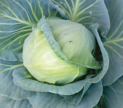 INDUS CABBAGE JUHI HYBRID SEEDS