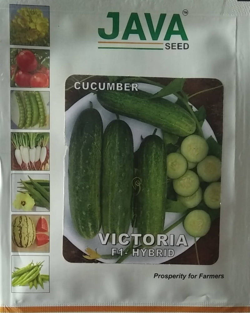 JAVA CUCUMBER VICTORIA F1 HYBRID SEEDS