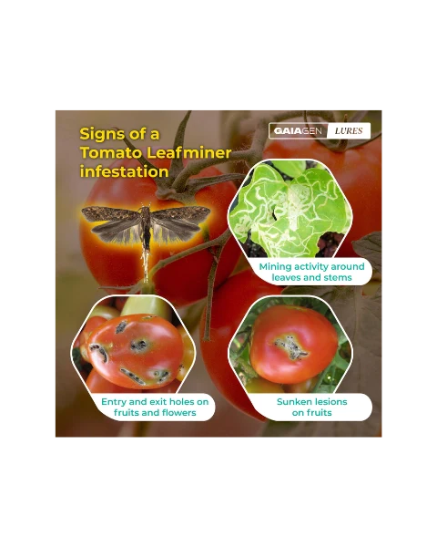 GAIAGEN PHEROMONE LURE FOR TOMATO LEAFMINER