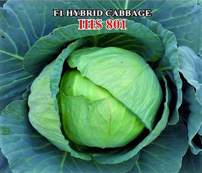 IRIS HYBRID VEGETABLE SEEDS F1 HYBRID CABBAGE IHS-801