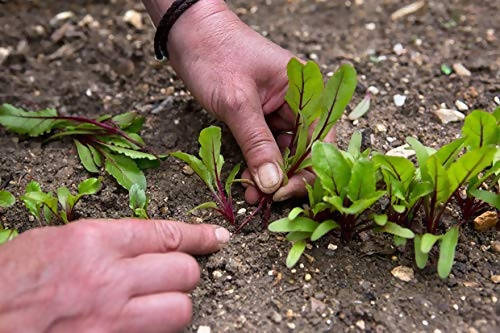 INDUS BEET ROOT SINDHU HYBRID SEEDS