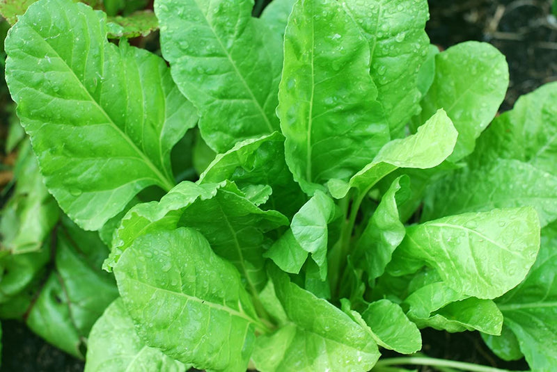 IRIS HYBRID SPINACH SEEDS PALAK