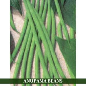 ANUPAMA BEANS