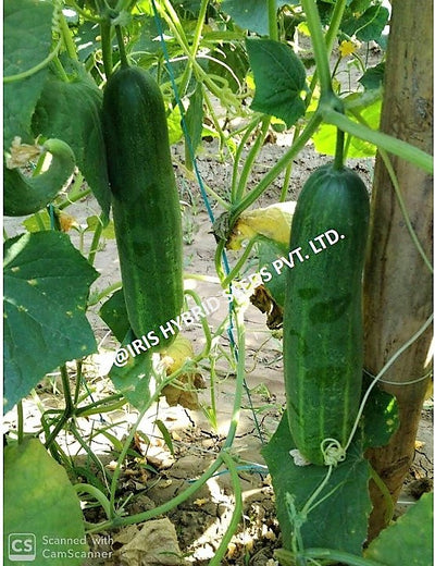 IRIS HYBRID VEGETABLE SEEDS F1 HYBRID CUCUMBER AKBAR