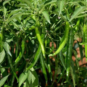 ANANYA CHILLI