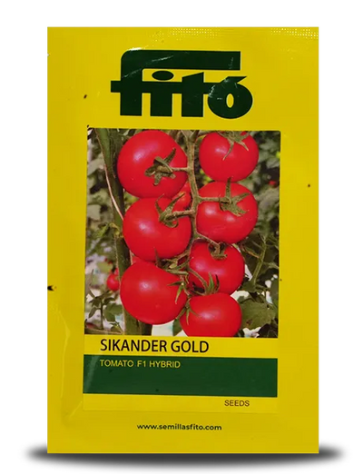 SIKANDER GOLD TOMATO SEEDS