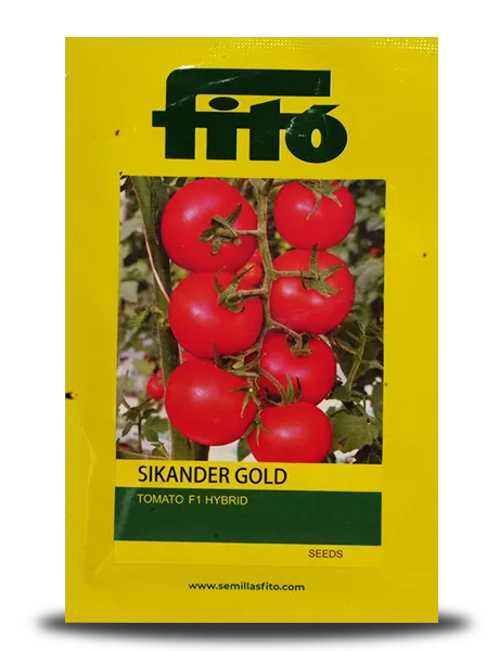 SIKANDER GOLD TOMATO SEEDS