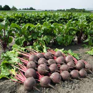 BORO BEETROOT