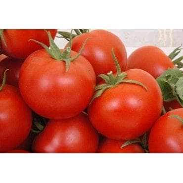 BSS 1004 TOMATO