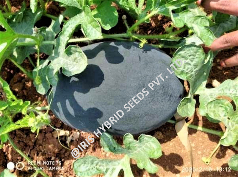 IRIS HYBRID FRUIT SEEDS WATERMELON BLACK KING SEEDS