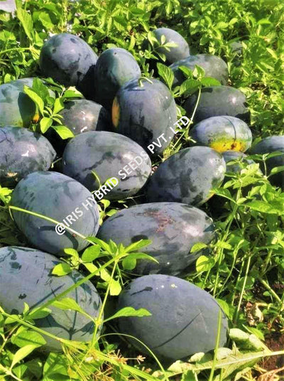 IRIS HYBRID FRUIT SEEDS WATERMELON BLACK KING SEEDS