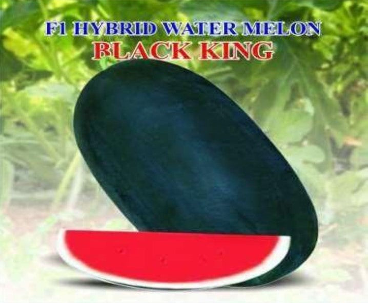 IRIS HYBRID FRUIT SEEDS WATERMELON BLACK KING SEEDS